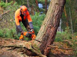 Reidville, SC Tree Care Company