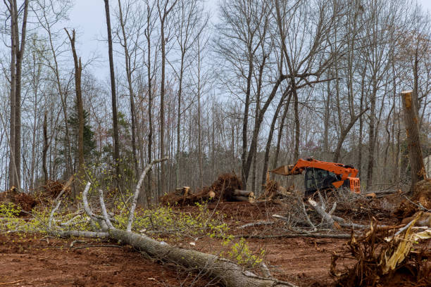 Best Tree Cabling and Bracing  in Reidville, SC