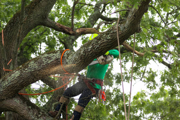 Best Tree and Shrub Care  in Reidville, SC