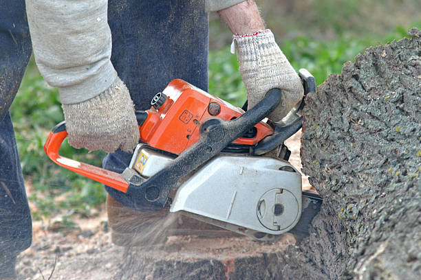 Best Seasonal Cleanup (Spring/Fall)  in Reidville, SC