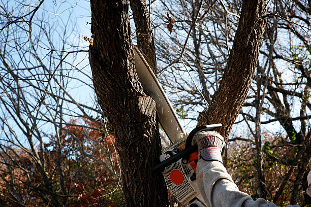 Best Lawn Dethatching  in Reidville, SC