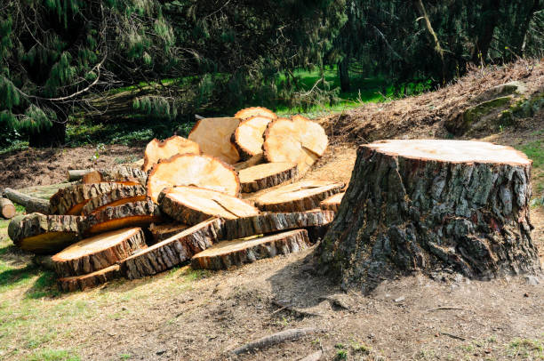 Best Tree Disease Treatment  in Reidville, SC